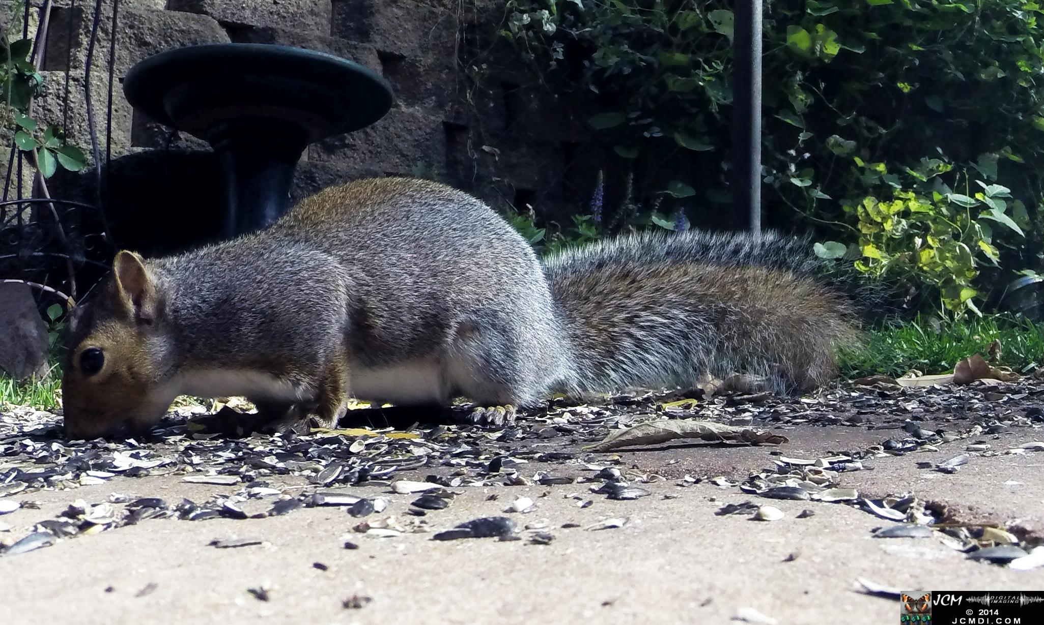 Gray Squirrel close-up at ground levvel - Hero3